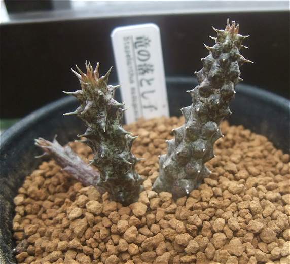 Stapelianthus madagascariensis ̎ʐ^