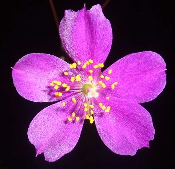 Talinum calycium flower