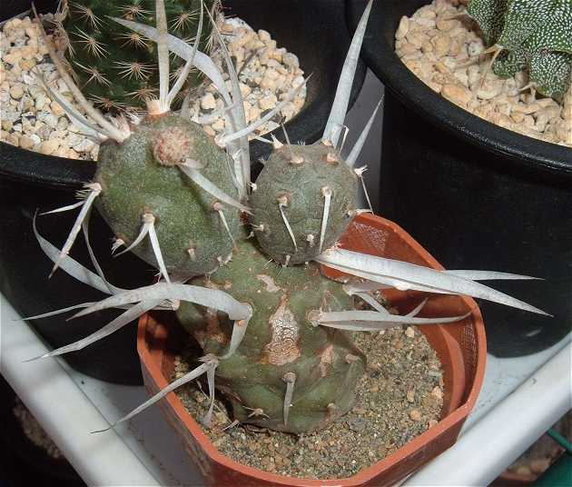 Tephrocactus articulatus ̎ʐ^