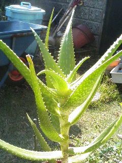Aloe andongensis ̎ʐ^