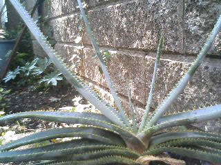 Aloe compressa var. rugosquamosa ̎ʐ^