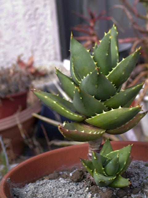 Aloe distans ̎ʐ^