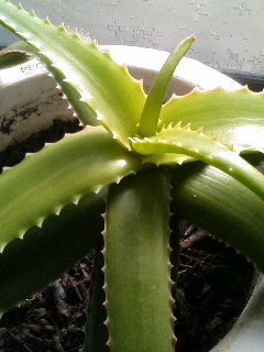 Aloe suarezensis ̎ʐ^