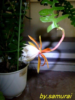Epiphyllum darrahii ̎ʐ^