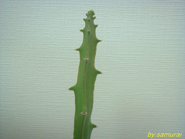 Selenicereus megalanthus ̎ʐ^