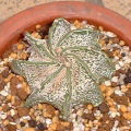 Astrophytum capricorne var. crassispinum f.majus ̎ʐ^