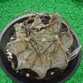 Astrophytum niveum ̎ʐ^