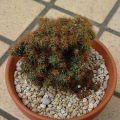 Cereus variabilis f.monst ̎ʐ^