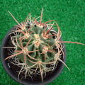 Echinocactus polycephalus ̎ʐ^