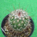 Echinofossulocactus albatus ̎ʐ^