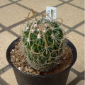 Echinofossulocactus erectocentrus ̎ʐ^