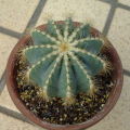 Eriocactus magnificus ̎ʐ^
