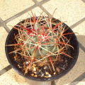 Ferocactus gatesii ̎ʐ^