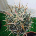 Ferocactus santa-maria ̎ʐ^