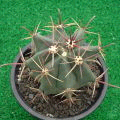 Ferocactus wislizenii ̎ʐ^
