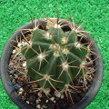 Melocactus maxonii ̎ʐ^