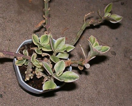Aptenia cordifolia 'Variegata' variegata̎ʐ^