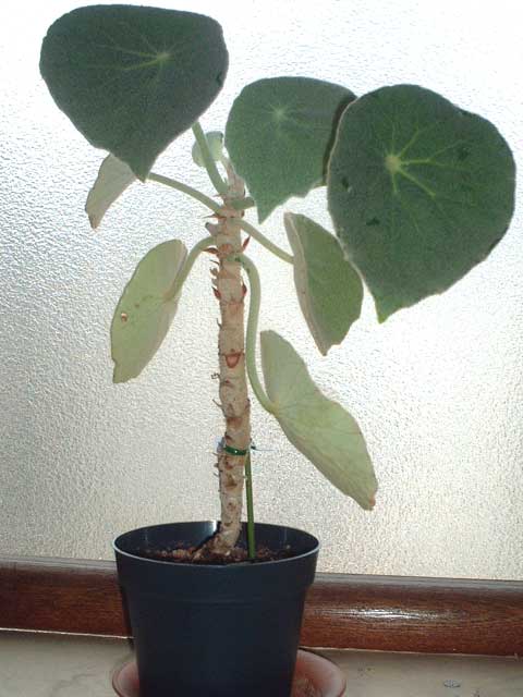 Begonia peltata ̎ʐ^