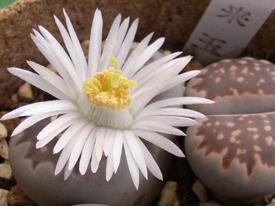 Lithops julii ssp. fulleri ̎ʐ^