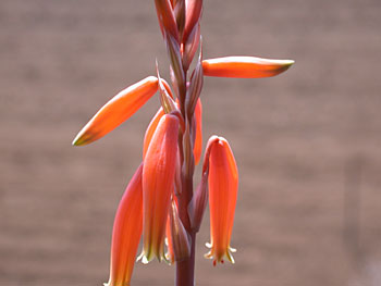 Aloe humilis flower̎ʐ^