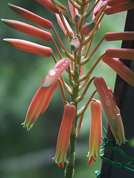 Aloe nobilis flower̎ʐ^