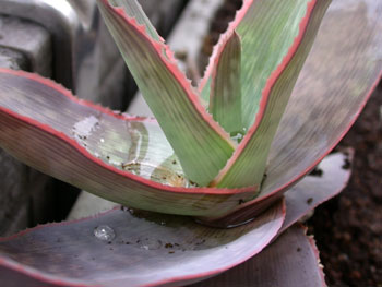 Aloe reynoldsii ̎ʐ^