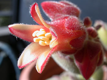 Cotyledon ladismithiensis flowerの写真