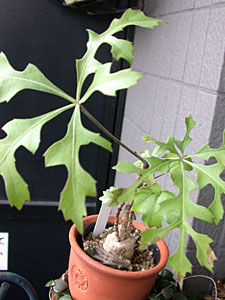 Cussonia paniculata ̎ʐ^