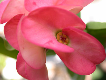 Euphorbia milii 'Siam Pink' ̎ʐ^