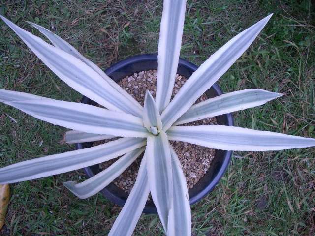 Agave angustifolia 'MILKY WHITE' ̎ʐ^