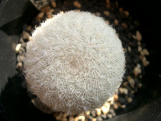 Echinocereus pectinatus white spine̎ʐ^