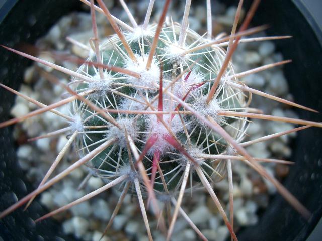 Echinomastus johnsonii �̎ʐ^