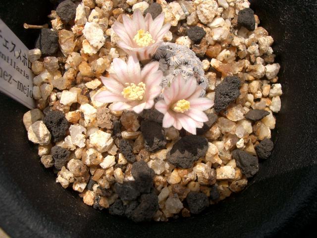 Mammillaria sanchez-mejoradae ̎ʐ^