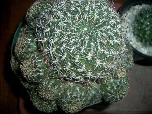Sulcorebutia breviflora ̎ʐ^