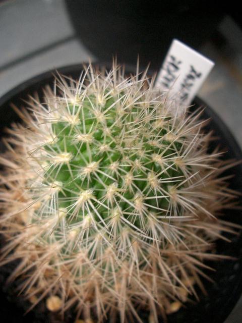 Sulcorebutia cylindrica Ԏ̎ʐ^