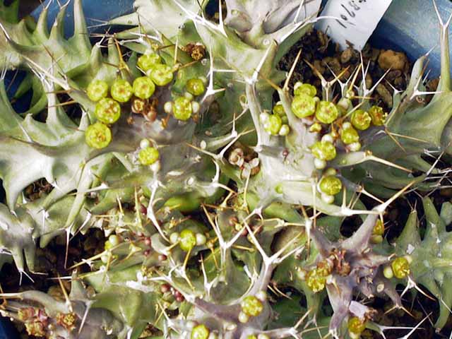 Euphorbia groenewaldii ̎ʐ^