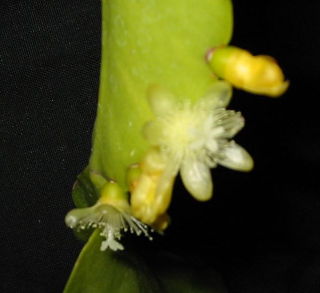 Rhipsalis robusta flower̎ʐ^