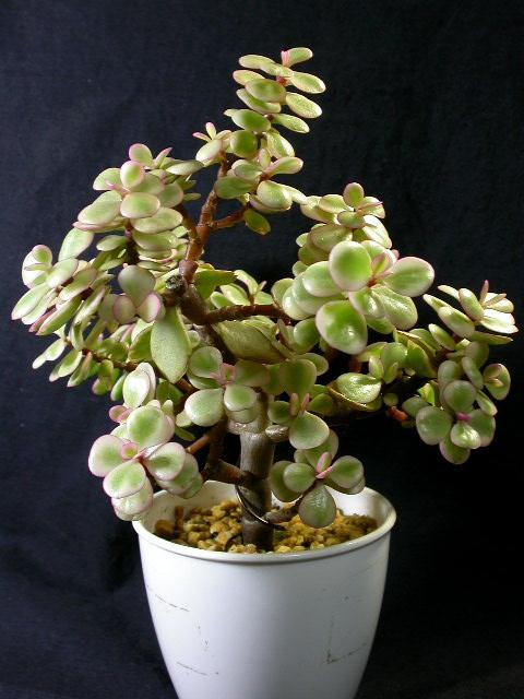 Portulacaria afra var. variegata ̎ʐ^