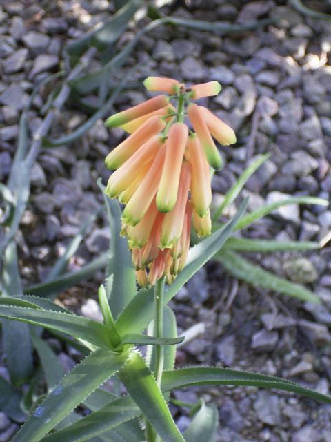 Aloe ciliaris ̎ʐ^