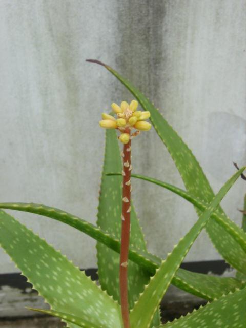 Aloe hildebrandtii ̎ʐ^