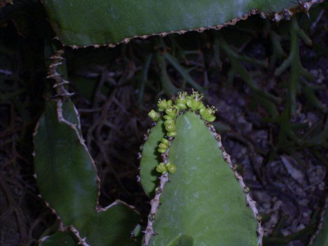 Euphorbia cooperi ̎ʐ^