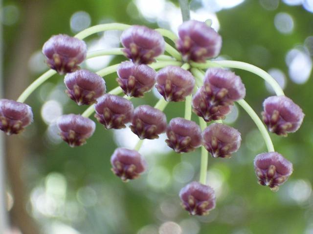 Hoya oblanceolata flower̎ʐ^