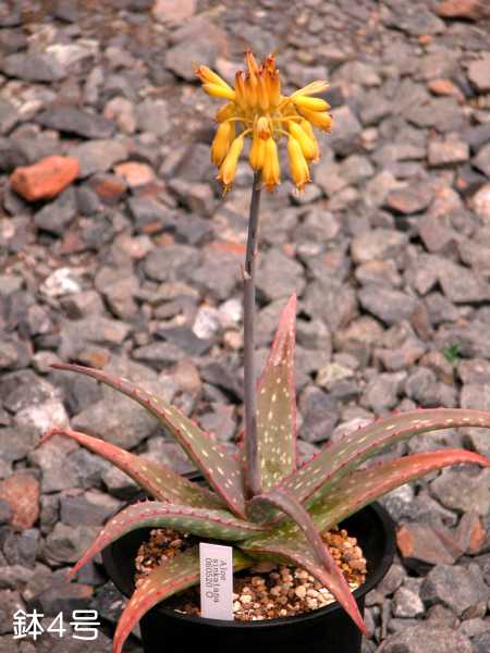 Aloe sinkatana ̎ʐ^