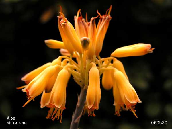 Aloe sinkatana flower̎ʐ^