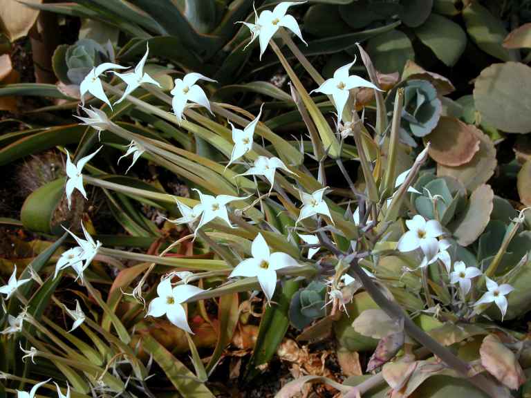 Kalanchoe marmorata flower