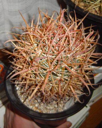 Ferocactus chrysacanthus Ԏhh̎ʐ^