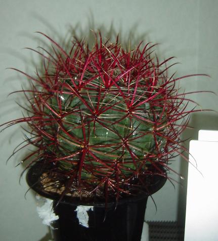 Ferocactus cylindraceus 'rubrispinus' ̎ʐ^