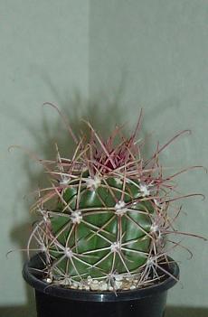フェロカクタス 旋風玉(Ferocactus cylindraceus var. tortulospinus