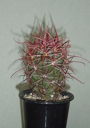 Ferocactus gracilis ̎ʐ^