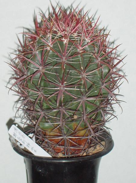 Ferocactus gracilis var. coloratus ZԎhh_ʂ̎ʐ^